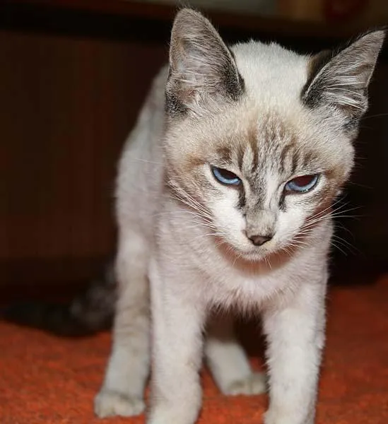 Gato ra a Siamês idade 2 a 6 meses nome Lindíssimo