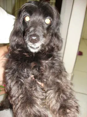 Cachorro raça Poodle idade  nome Pocura o DONO