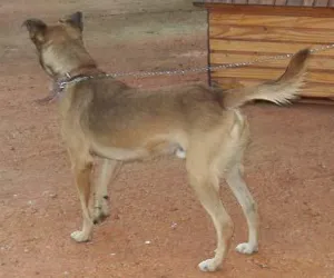 Cachorro raça SRD idade 2 anos nome Guarda