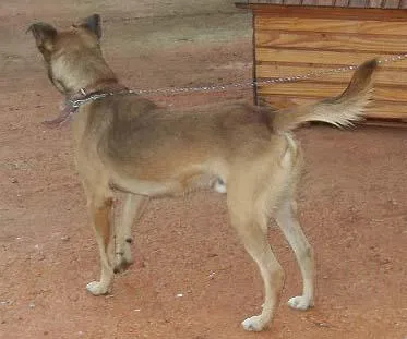 Cachorro ra a SRD idade 2 anos nome Guarda