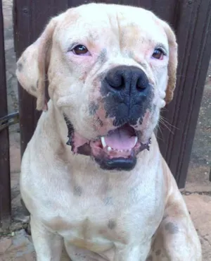 Cachorro raça Boxer idade  nome GRATIFICA Bem