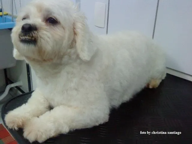 Cachorro ra a Lhasa-Apso idade 1 ano nome Pocura o DONO