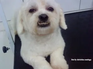 Cachorro raça Lhasa-Apso idade 1 ano nome Pocura o DONO