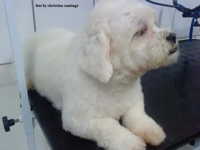 Cachorro ra a Lhasa-Apso idade 1 ano nome Pocura o DONO