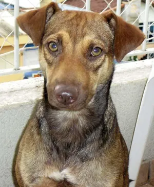 Cachorro raça SRD idade 1 ano nome Super Saudável