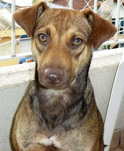 Cachorro ra a SRD idade 1 ano nome Super Saudável