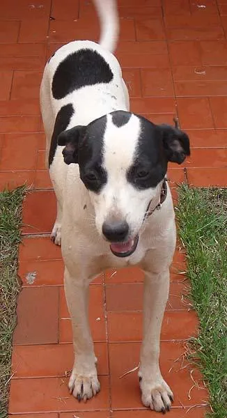 Cachorro ra a SRD idade 1 ano nome Meiga Carinhosa