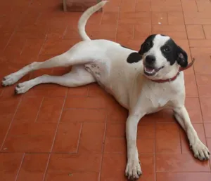 Cachorro raça SRD idade 1 ano nome Meiga Carinhosa