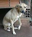 Cachorro ra a SRD idade 7 a 11 meses nome Veludo