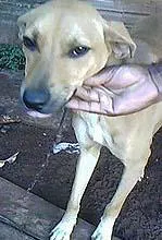 Cachorro raça SRD idade 7 a 11 meses nome Veludo