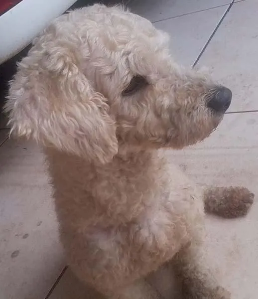 Cachorro ra a Poodle idade  nome Procura o DONO