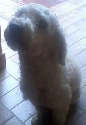 Cachorro raça Poodle idade  nome Procura o DONO