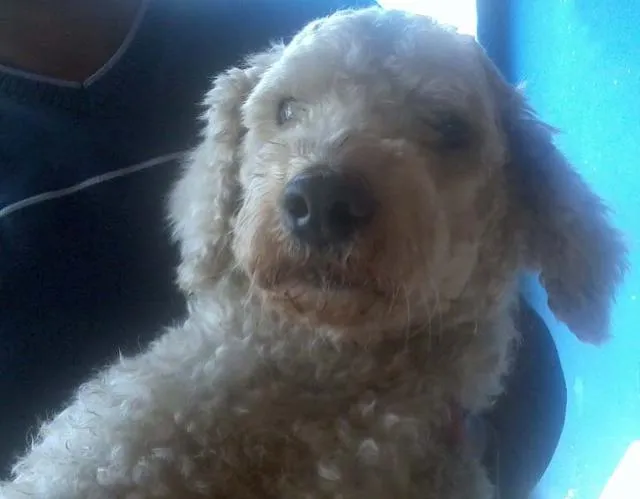 Cachorro ra a Poodle idade  nome Procura o DONO