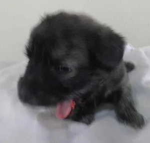 Cachorro raça SRD idade 2 a 6 meses nome Novinha