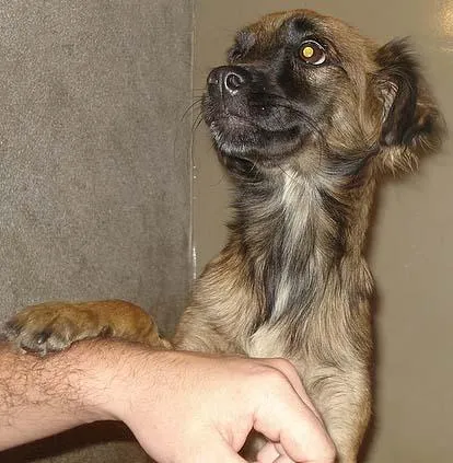 Cachorro ra a SRD idade  nome Dócil