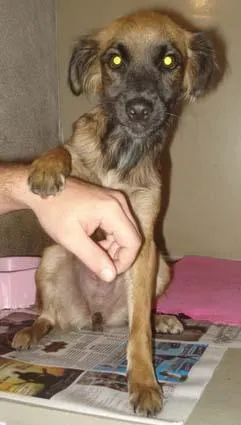 Cachorro raça SRD idade  nome Dócil