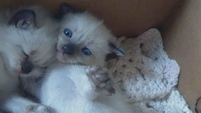 Gato ra a SRD idade Abaixo de 2 meses nome Bolinhas de Pêlo