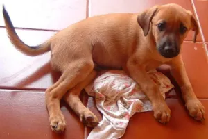 Cachorro raça SRD idade 2 a 6 meses nome Filhote