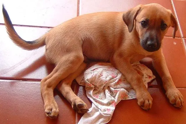 Cachorro ra a SRD idade 2 a 6 meses nome Filhote