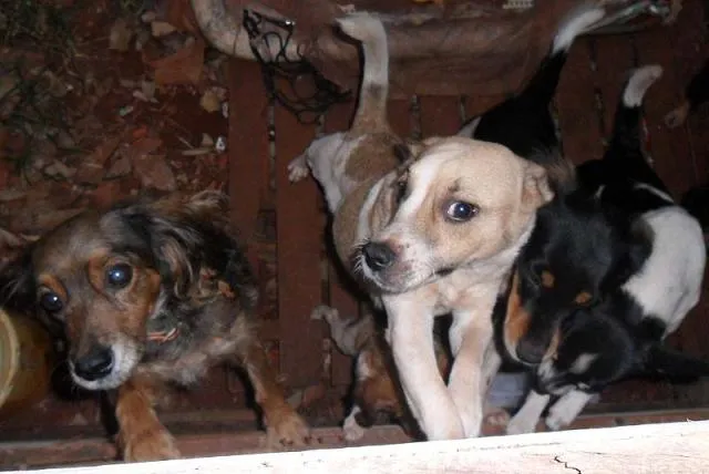 Cachorro ra a SRD idade  nome Fofos Saudáveis