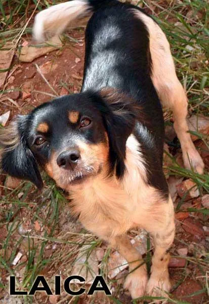 Cachorro ra a SRD idade  nome Fofos Saudáveis