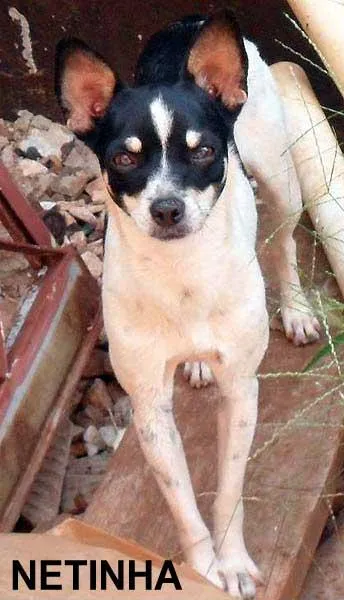 Cachorro ra a SRD idade  nome Fofos Saudáveis