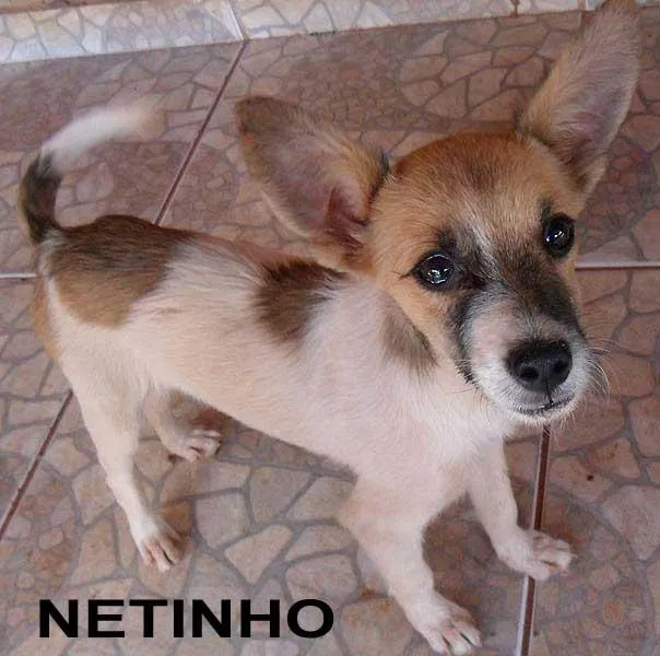 Cachorro ra a SRD idade  nome Fofos Saudáveis