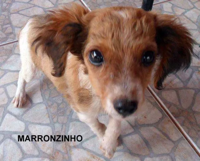 Cachorro ra a SRD idade  nome Fofos Saudáveis