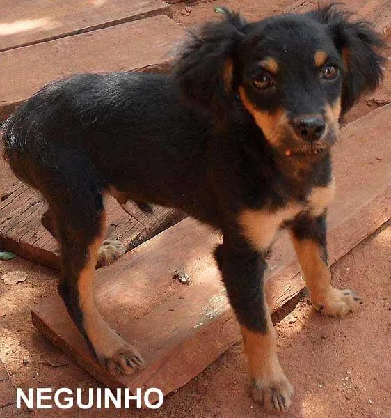 Cachorro ra a SRD idade  nome Fofos Saudáveis