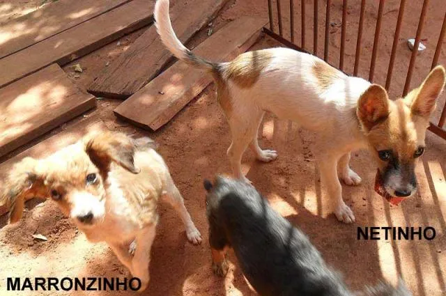 Cachorro ra a SRD idade  nome Fofos Saudáveis