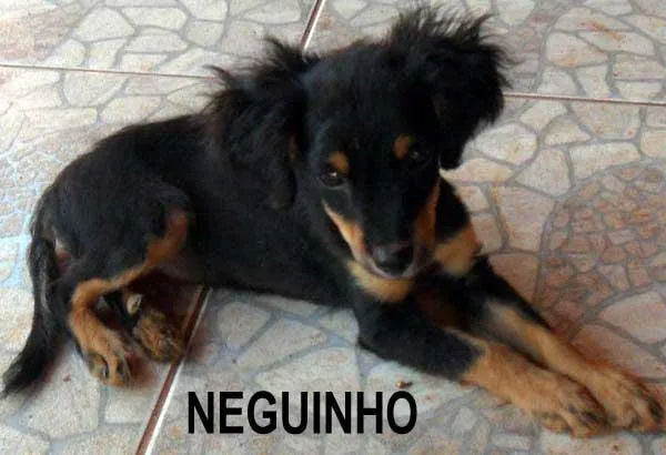 Cachorro ra a SRD idade  nome Fofos Saudáveis