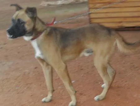 Cachorro ra a SRD idade 7 a 11 meses nome Meninos LINDOS