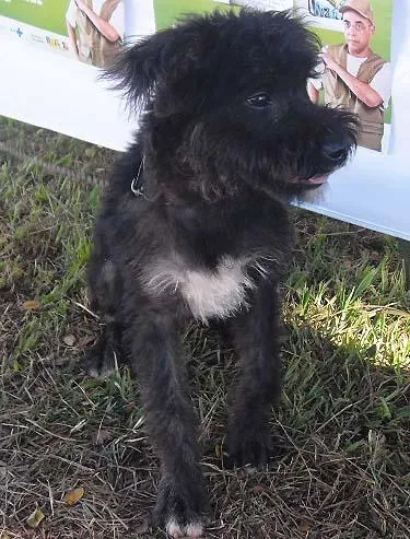 Cachorro ra a SRD idade 7 a 11 meses nome Meninos LINDOS