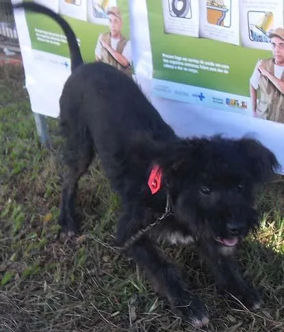 Cachorro ra a SRD idade 7 a 11 meses nome Meninos LINDOS