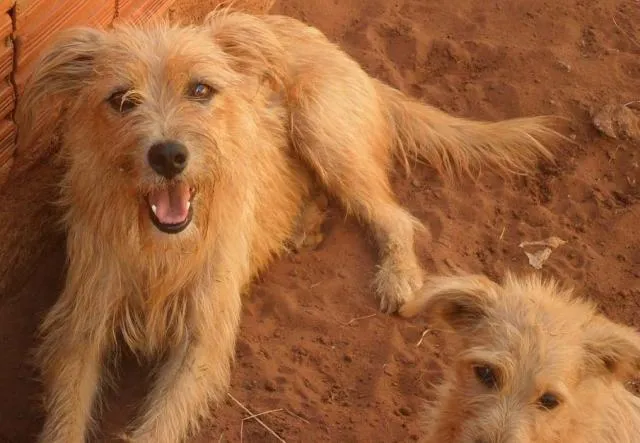 Cachorro ra a Diversas idade 1 ano nome Líndíssimos