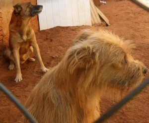 Cachorro raça Diversas idade 1 ano nome Líndíssimos