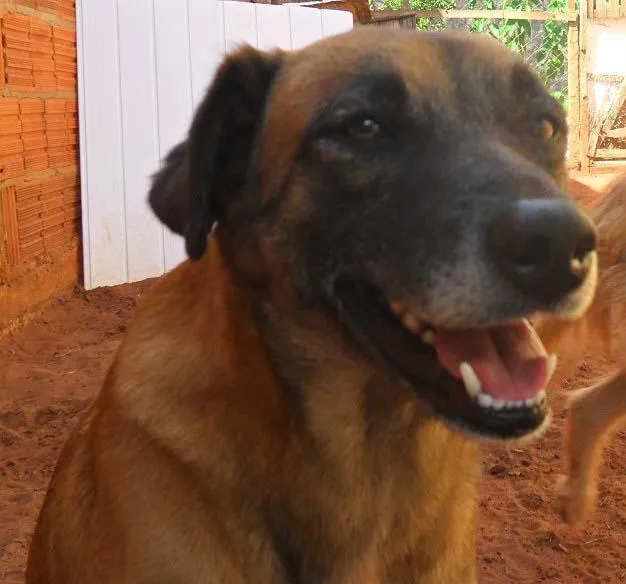 Cachorro ra a Diversas idade 1 ano nome Líndíssimos