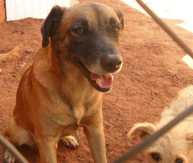 Cachorro ra a Diversas idade 1 ano nome Líndíssimos