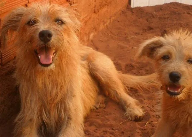 Cachorro ra a Diversas idade 1 ano nome Líndíssimos