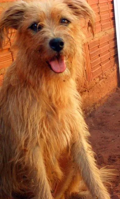 Cachorro ra a Diversas idade 1 ano nome Líndíssimos