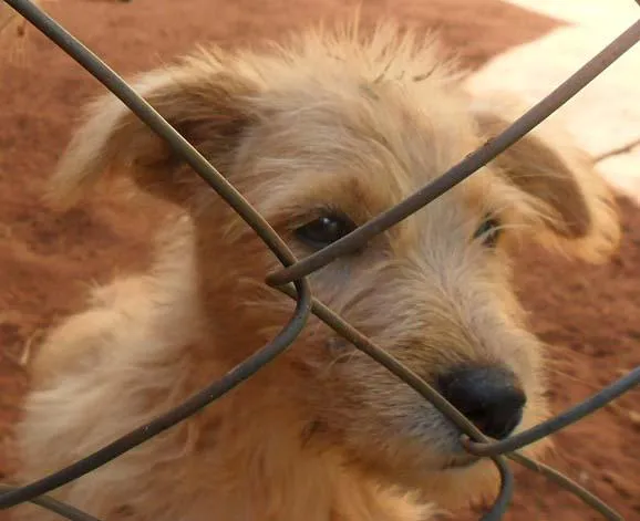 Cachorro ra a Diversas idade 1 ano nome Líndíssimos