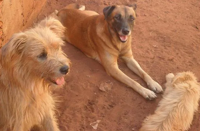 Cachorro ra a Diversas idade 1 ano nome Líndíssimos