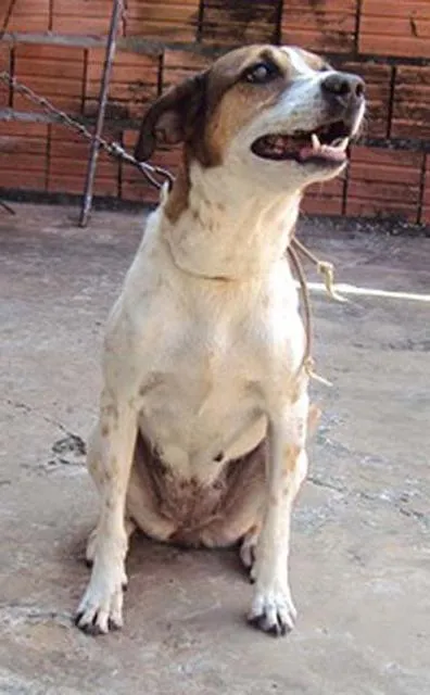 Cachorro ra a SRD idade 6 ou mais anos nome Bom Guarda