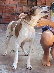 Cachorro raça SRD idade 6 ou mais anos nome Bom Guarda