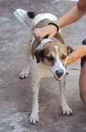 Cachorro ra a SRD idade 6 ou mais anos nome Bom Guarda