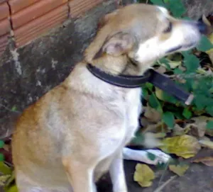 Cachorro raça SRD idade 1 ano nome KIKA