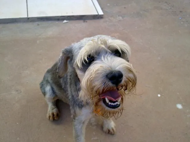 Cachorro ra a Schnauzer idade 1 ano nome Procuro o Dono