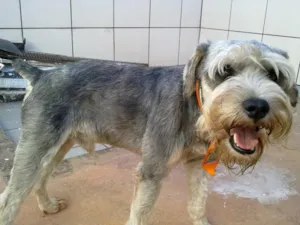 Cachorro raça Schnauzer idade 1 ano nome Procuro o Dono