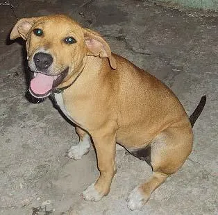 Cachorro ra a StaffBull idade 7 a 11 meses nome Procura GRATIFICA