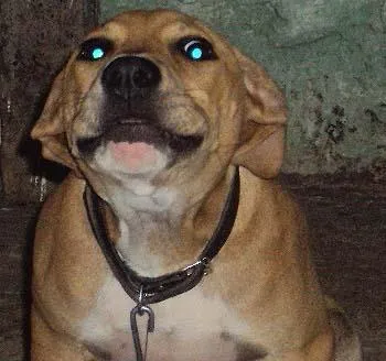 Cachorro ra a StaffBull idade 7 a 11 meses nome Procura GRATIFICA